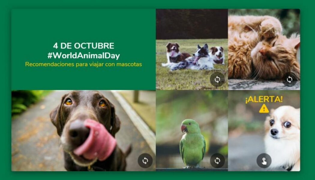 #WorldAnimalDay – Viaja seguro con tu mascota