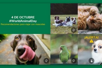 #WorldAnimalDay – Viaja seguro con tu mascota