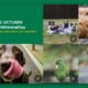 #WorldAnimalDay – Viaja seguro con tu mascota