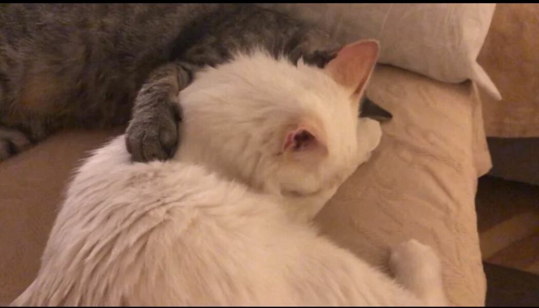 Más gatos Feu Vert