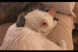 Más gatos Feu Vert