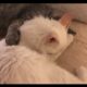 Más gatos Feu Vert
