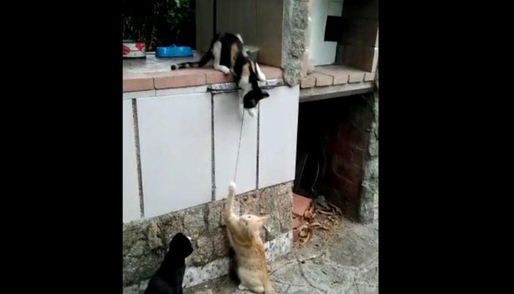 Gatos Feu Vert