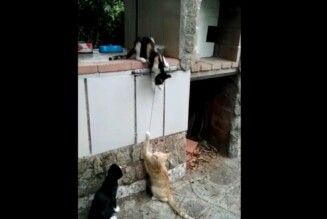 Gatos Feu Vert