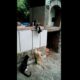 Gatos Feu Vert