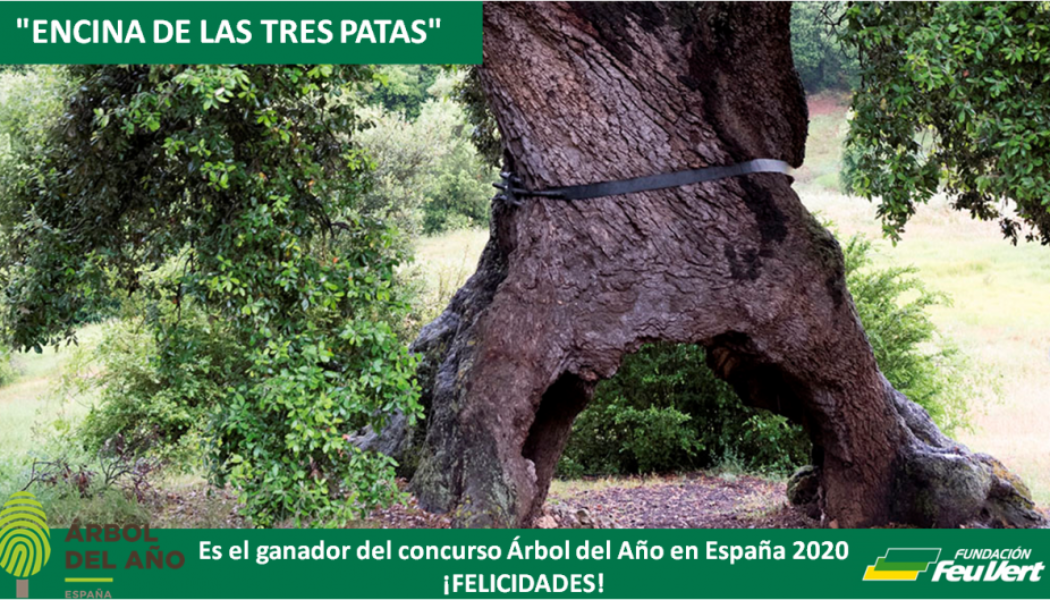 EL «ENCINO DE LAS TRES PATAS» ES EL ÁRBOL DEL AÑO EN ESPAÑA 2020
