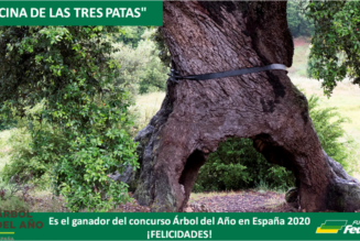 EL «ENCINO DE LAS TRES PATAS» ES EL ÁRBOL DEL AÑO EN ESPAÑA 2020