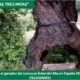 EL «ENCINO DE LAS TRES PATAS» ES EL ÁRBOL DEL AÑO EN ESPAÑA 2020