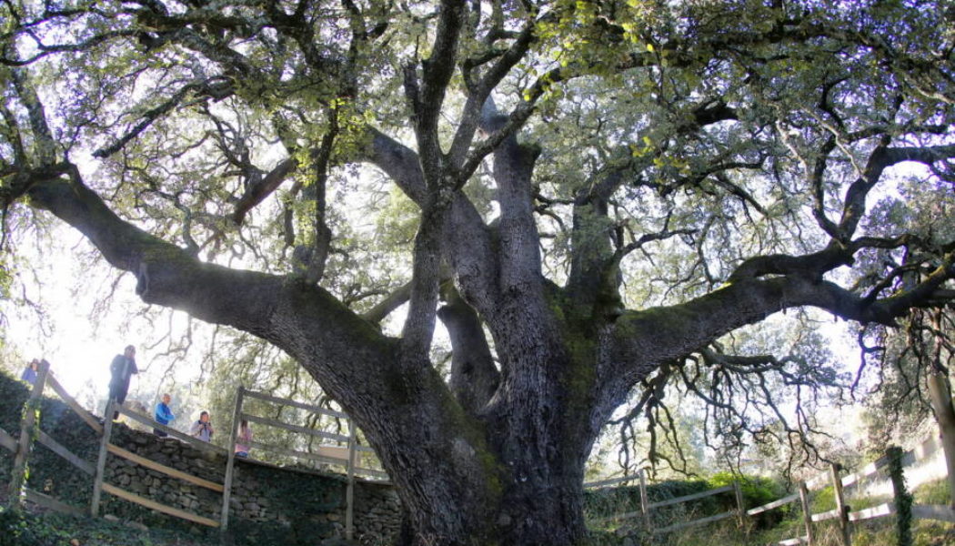 La Carrasca Milenaria de Lecina encabeza las votaciones a Árbol Europeo de 2021. ¡¡¡Pero necesita más apoyos!!!