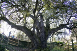 La Carrasca Milenaria de Lecina encabeza las votaciones a Árbol Europeo de 2021. ¡¡¡Pero necesita más apoyos!!!