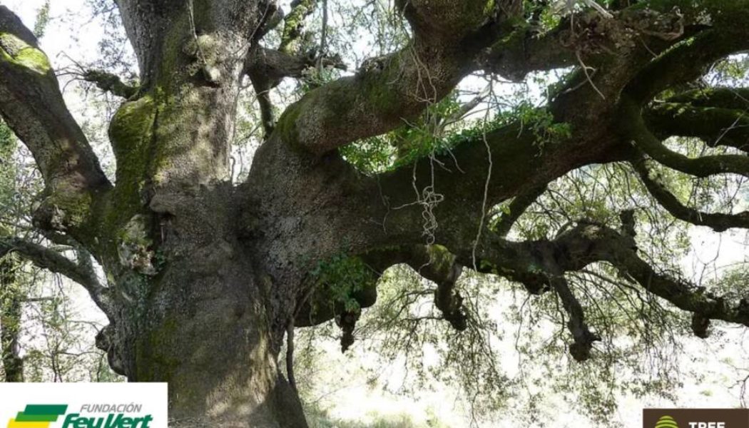 NUESTRA «CARRASCA MILENARIA» GANA EL ÁRBOL EUROPEO DE 2021