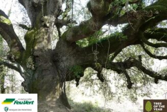 NUESTRA «CARRASCA MILENARIA» GANA EL ÁRBOL EUROPEO DE 2021
