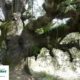 NUESTRA «CARRASCA MILENARIA» GANA EL ÁRBOL EUROPEO DE 2021