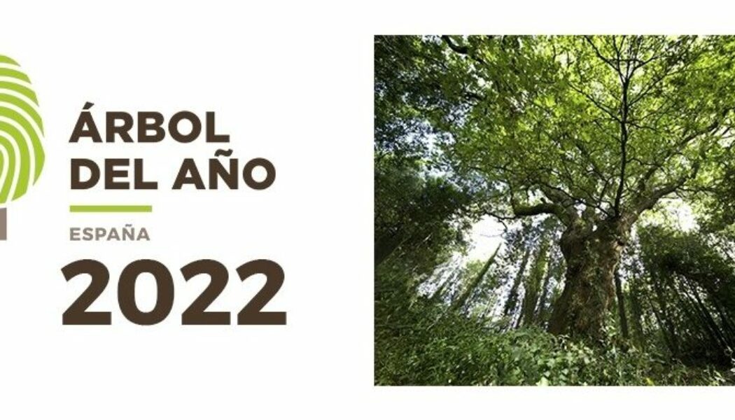 El Carballo del Bosque del banquete de Conxo: Árbol Español del Año 2022