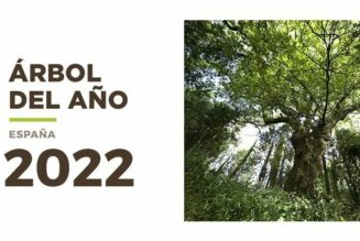 El Carballo del Bosque del banquete de Conxo: Árbol Español del Año 2022