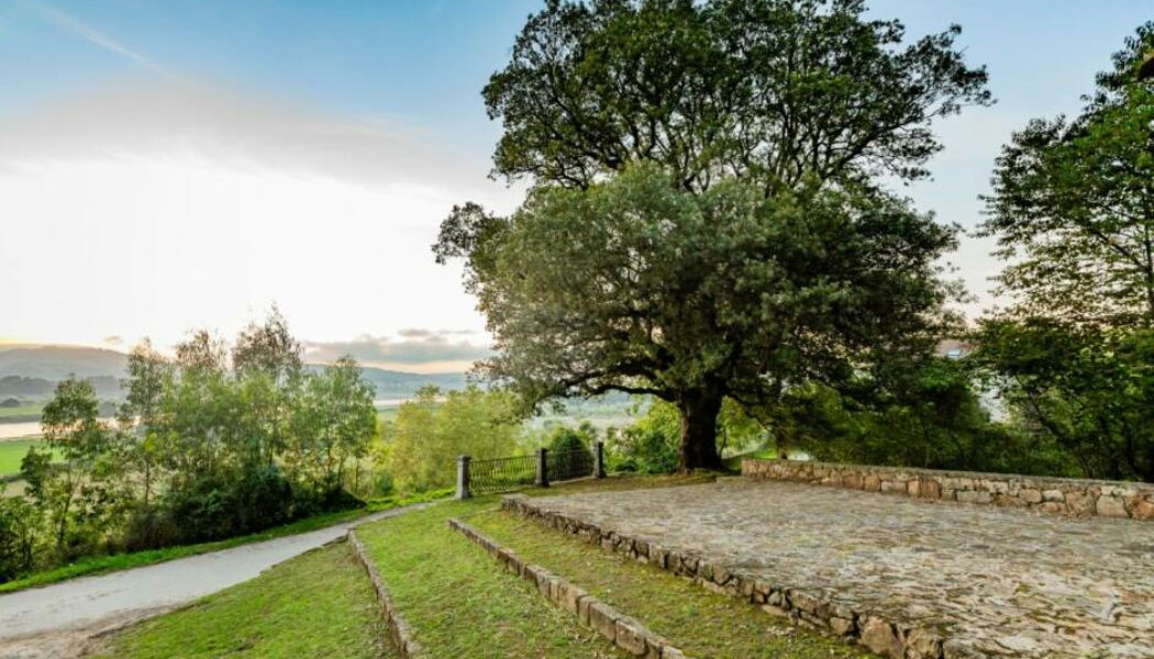 La Encina de San Roque de Colindres necesita nuestro voto