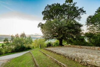 La Encina del Monte de la Redonda (Colindres), Árbol del Año 2023
