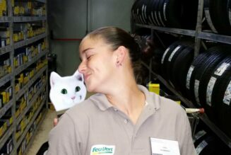 Hoy celebramos el Día Internacional del Gato